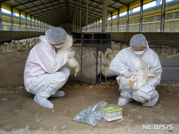 무안·함평 가금농장서 AI항원 잇따라 검출…전남 누적 9번째