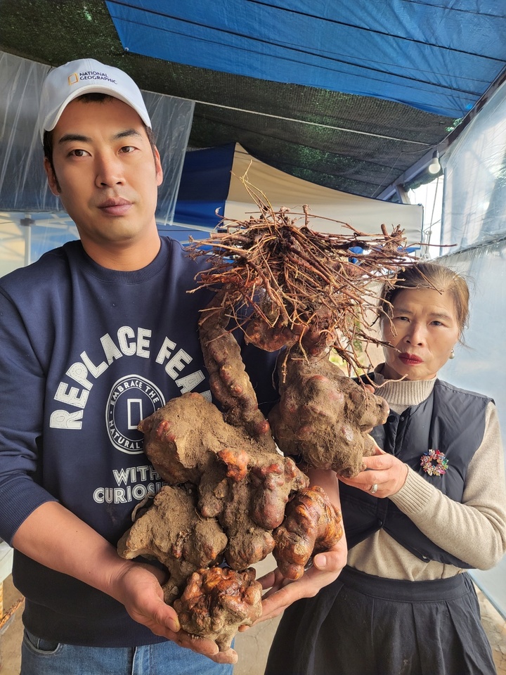 180년 묵은 대물 하수오 캤다, 모자가 밀양 종남산에서