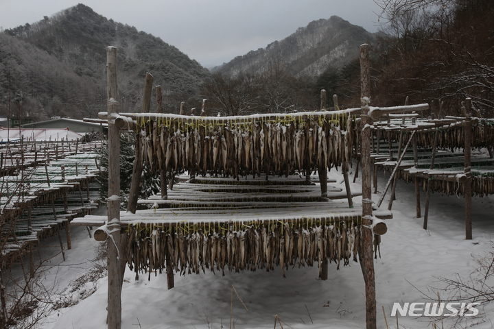 눈·바람 맞으며 만들어지는 황태