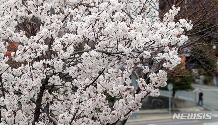 벚꽃 만개한 부산
