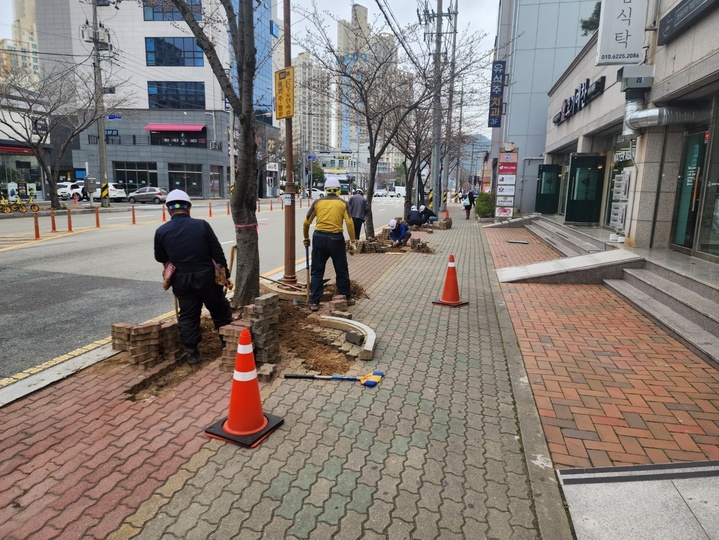 통영시, 보행자 안전위협 뿌리들림 가로수 748그루 정비