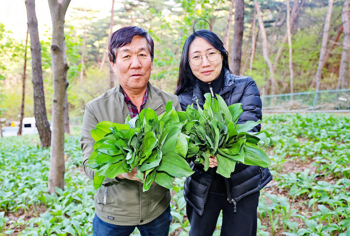 [산청소식] 봄철 지리산 산청 산마늘 특판전 등