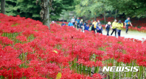 전남 함평 꽃무릇축제, 내달 15일 용천寺 일원서 개막