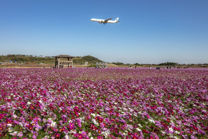 인천공항, 하늘정원 코스모스 꽃밭 일반에 공개