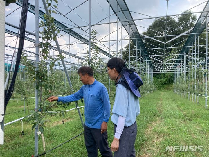 햇빛차단망, 과일 일소피해 감소…여주시, 시범사업 확대
