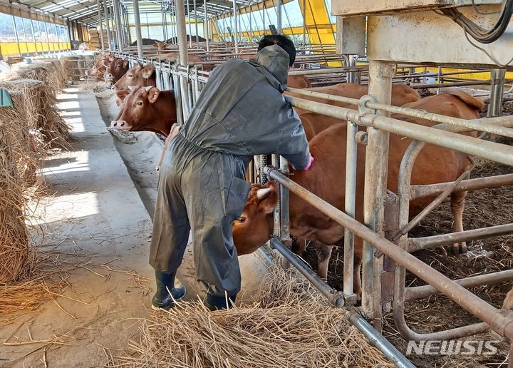 럼피스킨병 의심 농장 4곳 검사 중…추가 확산 가능성