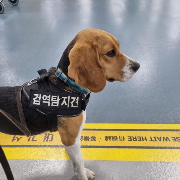 꽃길만 걷개 은퇴 검역탐지견 비글·리트리버 새 가족 찾는다