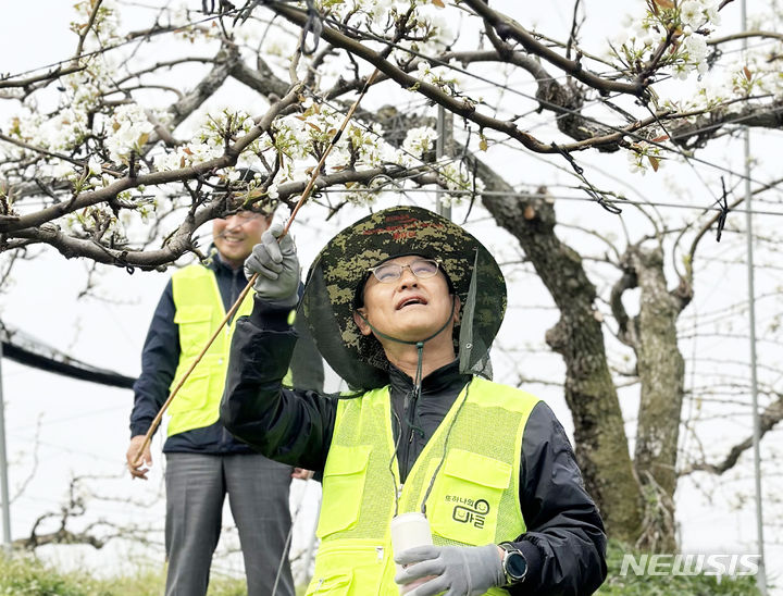 경기농협, 안성시 양성면서 풍년기원 배꽃 인공수분 지원