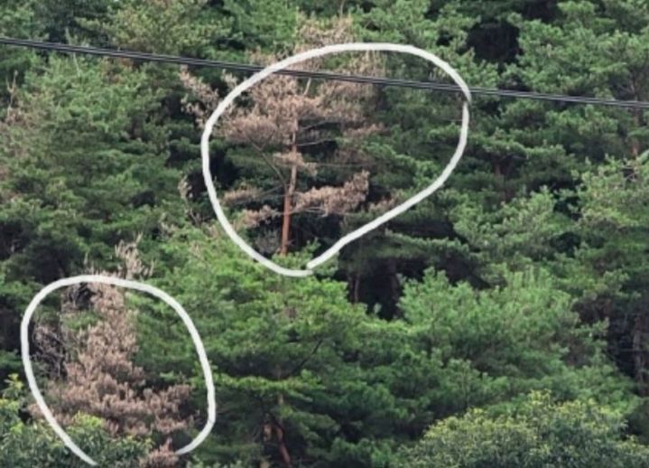 홍천 등 도내 소나무재선충병 확산…긴급방제 국비 10억 추가 확보