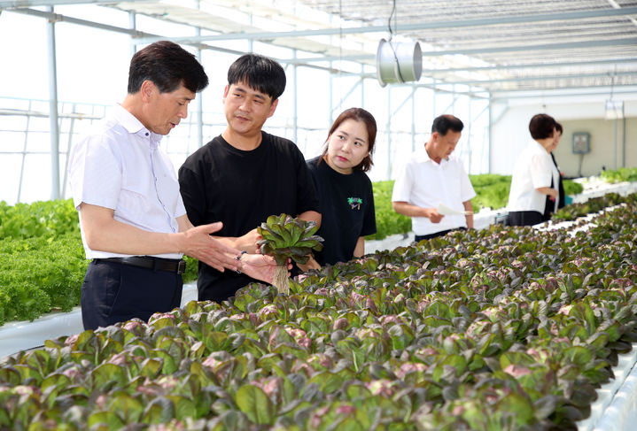 샐러드 채소 친환경 재배 농장 찾은 안병구 밀양시장