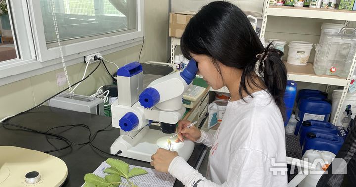 진안군, 딸기 농가 소득 창출에 앞장…꽃눈 확인 기술 지원