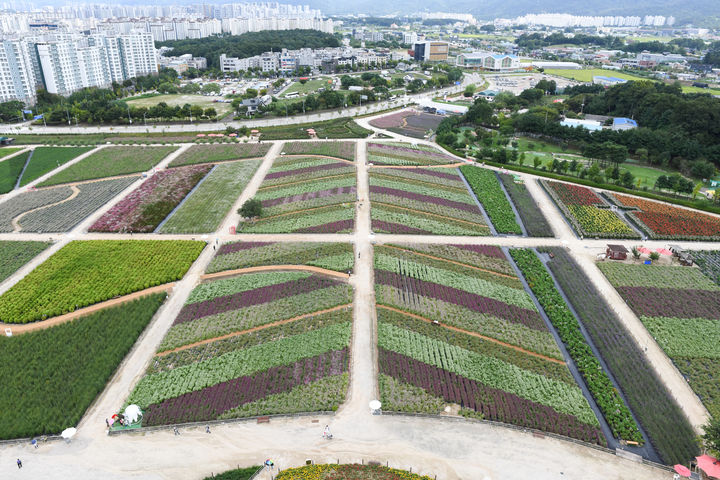나리농원으로 오세요 양주 천만송이 천일홍 축제 개막