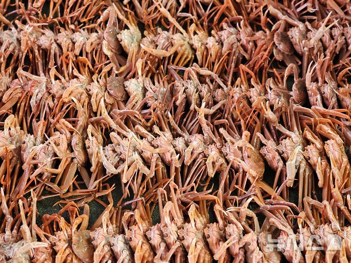 포항서 봄꽃 필 때 대게 먹자 경북 동해안, 가성비 으뜸