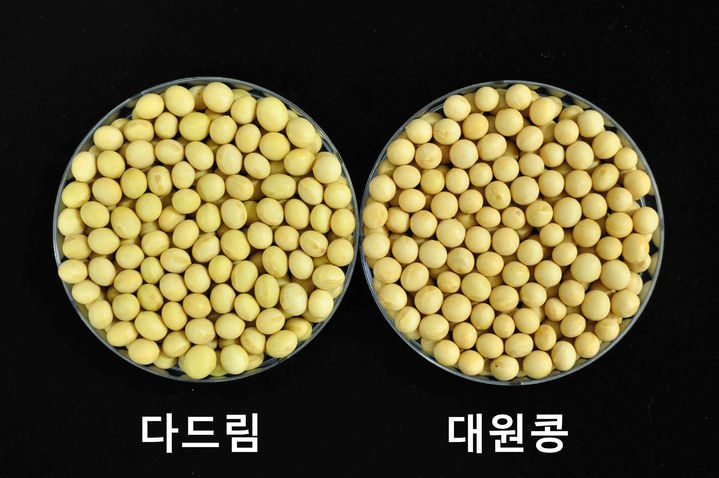 고온다습 날씨엔 콩 재배 이렇게…농진청, 품종별 재배 유의점 알려