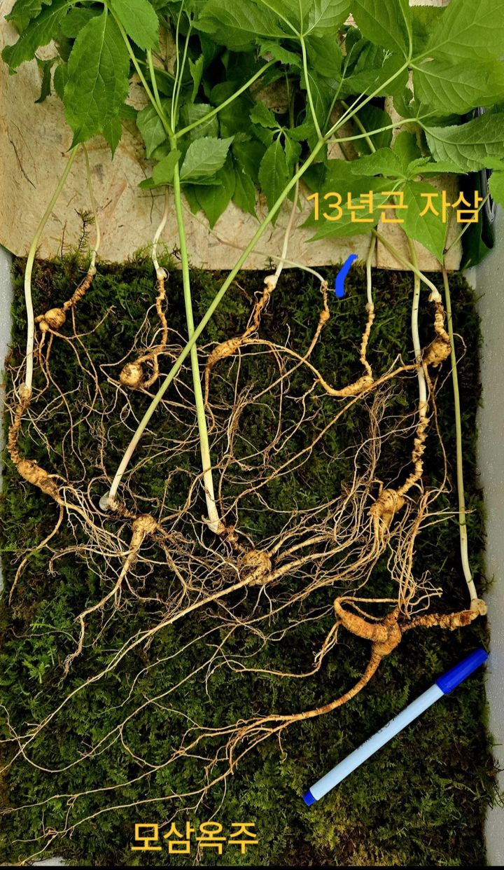 모후산서 100년근 천종산삼 11뿌리 발견…감정가 1.2억