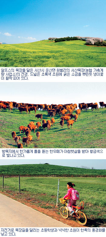 [알프스의 서정 서산목장] 목장길따라 우쭐대는 봄