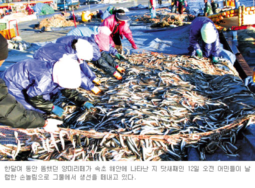 [동해안 속초 동명항] 만선을 저어라