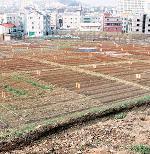 캠퍼스 텃밭 무료분양 인기…영남대，주민에 4100여평 제공