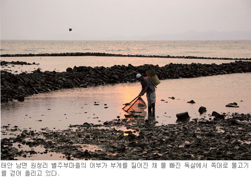 [태안 별주부마을 독살체험] 전설속 토끼 마음으로 잡고… 물고기요？ 퍼 담지요