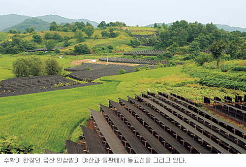 [초가을 백제 기행] ‘금산’세계인삼엑스포 15개국 80개업체 참가