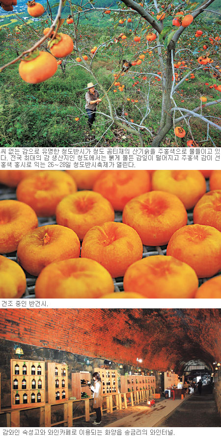 감―와인 익는 맛고을 ‘청도’… 투덕투덕 장대질 까치가 멀리서 맘 졸이네