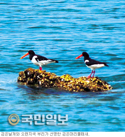 [여행메모―‘사승봉도’] 개인소유 무인도 민박 가능