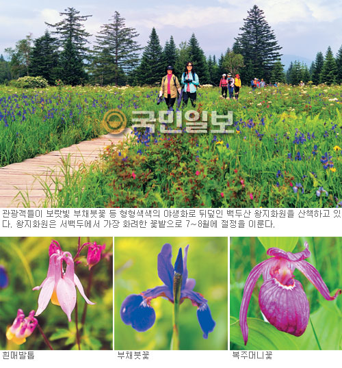[플러스 라이프―여행] 백두산 고원 형형색색 야생화… ‘천상의 화원’을  거닐다