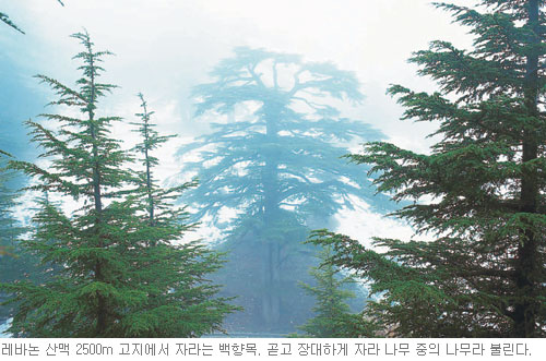 [성지이야기] 레바논의 백향목