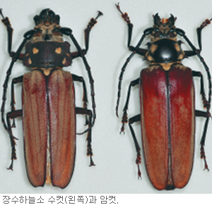 장수하늘소 인공증식 성공… 유충 38마리 태어나