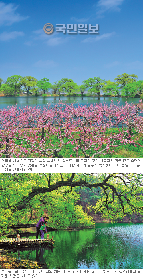 봄빛 무릉도원… 왕버드나무 새순·복사꽃 장관 이룬 경산 반곡지