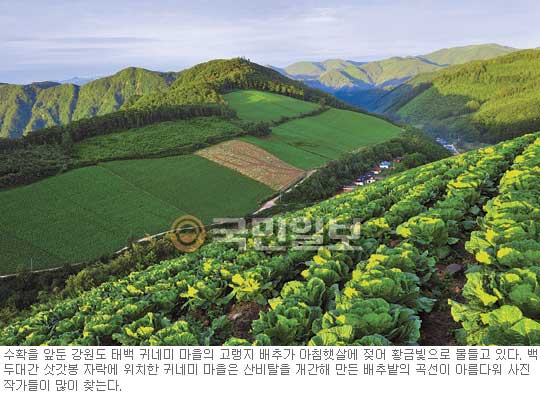 백두대간 이슬 먹고 속 꽉 채운 ‘金배추’… 고랭지 배추 출하 앞둔 태백 귀네미 마을