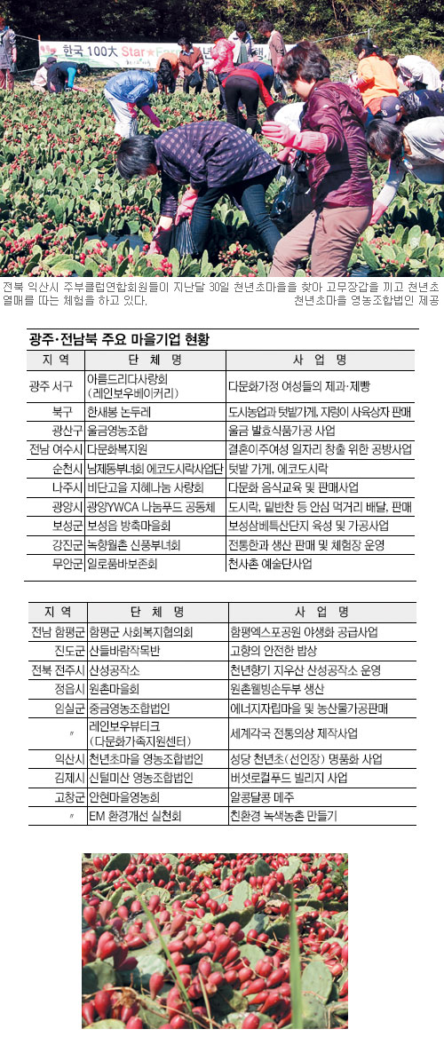 [일자리 공동체 희망을 쏜다-(1부) 마을 기업, 희망의 공동체] ④전북 익산시 ‘천년초마을 영농조합’
