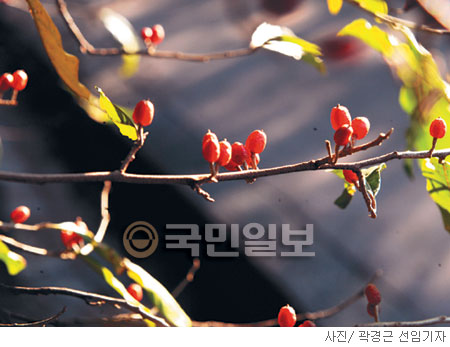 [고궁의 사계] 보리수와 보리수