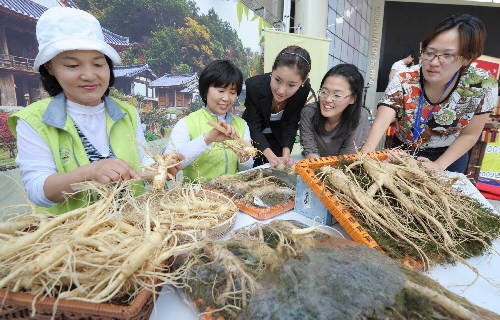 영주 풍기인삼축제 3일 개막