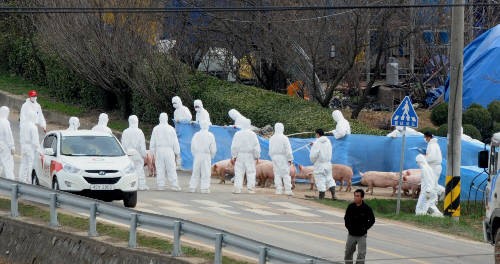 경북 의성·안동 구제역 확진… 살처분 확대