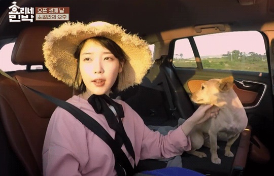 ‘효리네민박’ 아이유 손길에 기분 좋은 ‘모카’ 표정