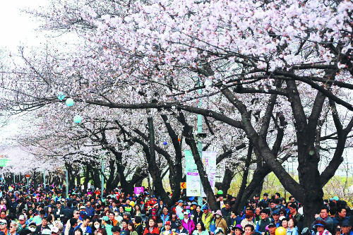 서울 벚꽃축제 다음 달 ‘팡파르’