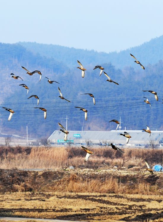 비상(飛上) 갈대밭 위 나는 철새들