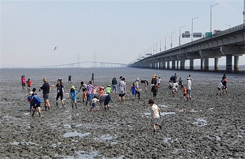  인천대교(주) “2019 영종도 갯벌 철새의 날” 행사 성료
