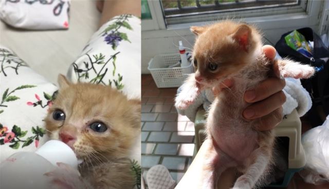 우유 먹고 배가 빵빵, 노량진 아기냥이 구출기 [개st하우스]