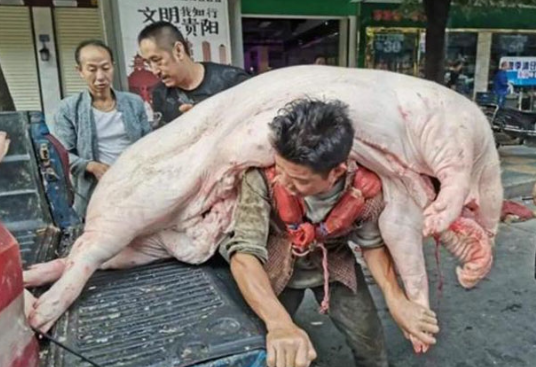 아빠는 가족을 위해 5000㎏ 돼지를 업고 다녔다