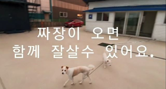 “덕분에 입양가요^^” 안락사 피한 견생역전 후기 [개st하우스]