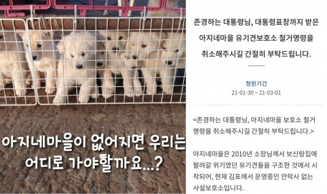 김포 ‘아지네마을’에 철거 명령…갈 곳 없는 유기견 200마리