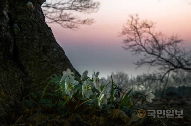 [요즘 여기] 봄바람에 무도회 여는 ‘풍도 아씨’