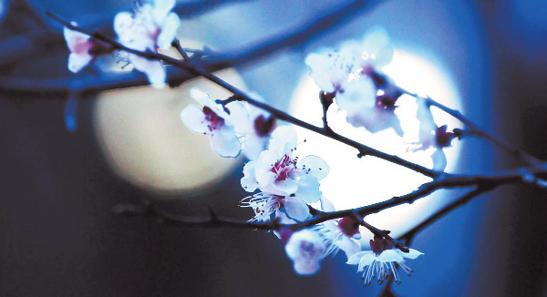 [곽경근의 시선 & 느낌] 이화(梨花)에 월백(月白)하고…
