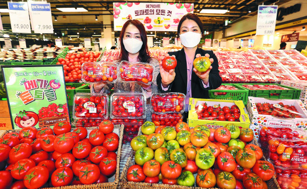 [포토] 제철 15종 토마토 최대 30% 할인