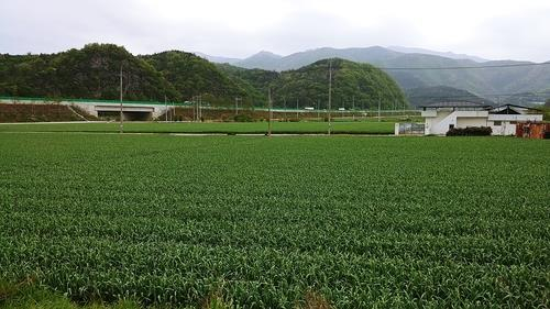 “의성마늘? 영천마늘도 있어요”