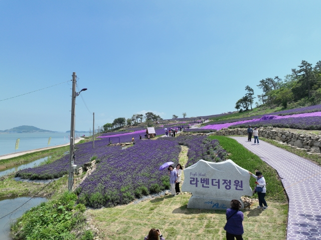 1004섬 신안은 지금 꽃 축제장…섬마다 꽃향기 넘실