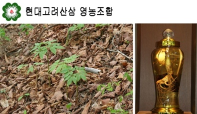 [히트상품]현대고려산삼영농조합, 장뇌산삼