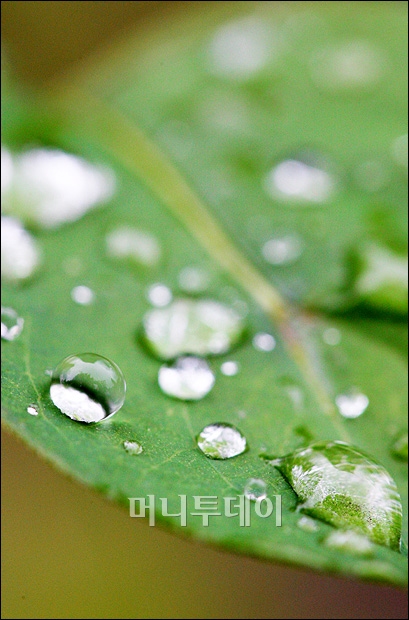 [사진]봄비와 싱그러움